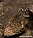 Valeriana Skipper - Hodges#3915