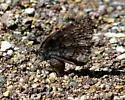 Valeriana Skipper - Hodges#3915 - photo 2