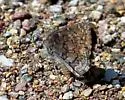 Valeriana Skipper - Hodges#3915 - photo 3