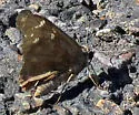 Valeriana Skipper - Hodges#3915 - photo 4