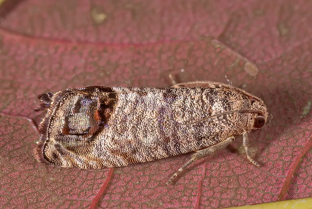 Codling Moth - photo 2