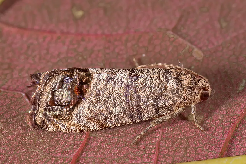 Codling Moth - photo 3