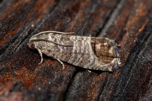 Codling Moth - photo 4