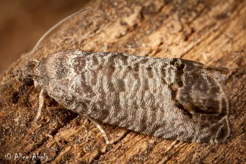 Codling Moth - photo 5