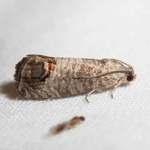 Codling Moth - photo 6