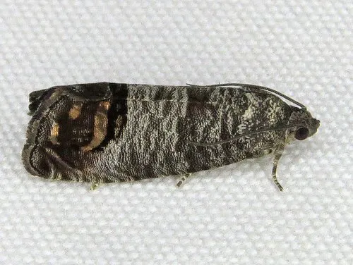 Codling Moth - photo 7