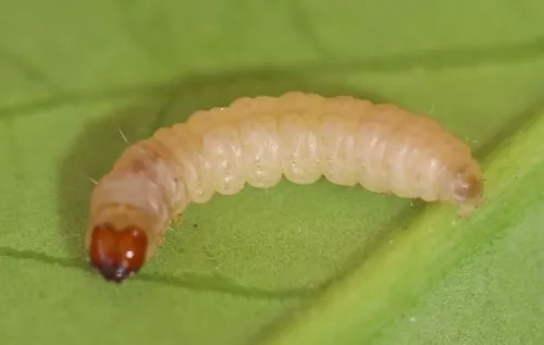 Codling Moth - photo 8