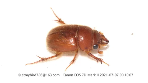 Codocera ferruginea