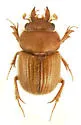 Codocera gnatho
