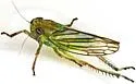 Coelella distincta - photo 2