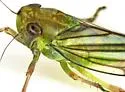 Coelella distincta - photo 3
