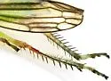 Coelella distincta - photo 4