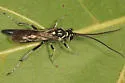 Coelichneumon azotus
