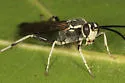 Coelichneumon azotus - photo 2