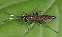 Coelichneumon azotus - photo 3