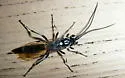 Coelichneumon azotus - photo 4