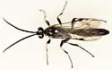 Coelichneumon azotus - photo 5