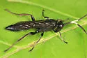 Coelichneumon barnstoni - photo 2