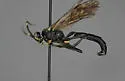Coelichneumon barnstoni - photo 3