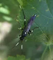 Coelichneumon deliratorius