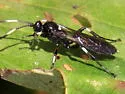 Coelichneumon deliratorius - photo 2