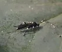 Coelichneumon deliratorius - photo 3