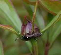 Coelichneumon deliratorius - photo 4