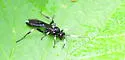 Coelichneumon deliratorius - photo 5