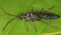 Coelichneumon eximius - photo 2
