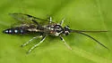Coelichneumon eximius - photo 3