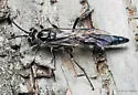 Coelichneumon eximius - photo 5