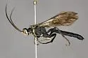 Coelichneumon orpheus