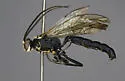 Coelichneumon pervagus