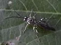 Coelichneumon pulcher
