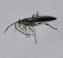 Coelichneumon pulcher - photo 2