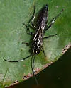 Coelichneumon pulcher - photo 4