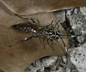 Coelichneumon pulcher - photo 5