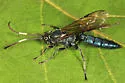 Coelichneumon sassacus