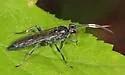Coelichneumon sassacus - photo 2