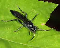 Coelichneumon sassacus - photo 3