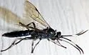 Coelichneumon sassacus - photo 4