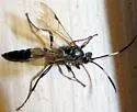 Coelichneumon sassacus - photo 5