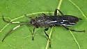 Coelichneumon viola - Coelichneumon viola