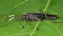 Coelichneumon viola - photo 2