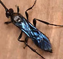 Coelichneumon viola - photo 3