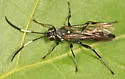 Coelichneumon vitalis