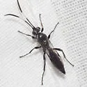 Coelichneumon vitalis - photo 2