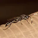 Coelichneumon vitalis - photo 3