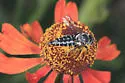 Coelioxys alternatus