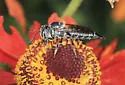 Coelioxys alternatus - photo 2